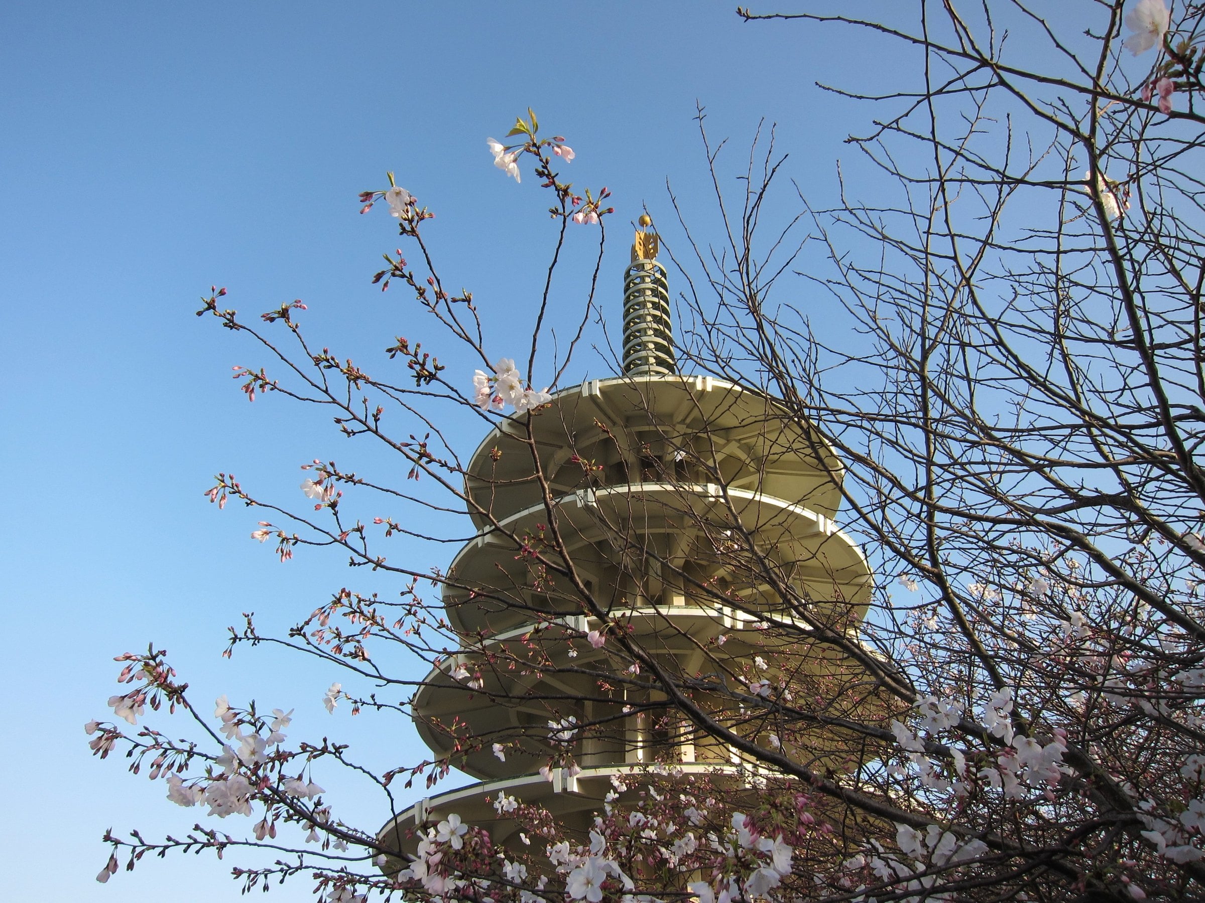 Japantown Peace Pagoda with cherry blossoms, next to Hotel Kabuki